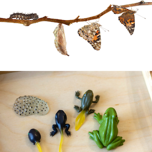 butterfly and frog life cycle images